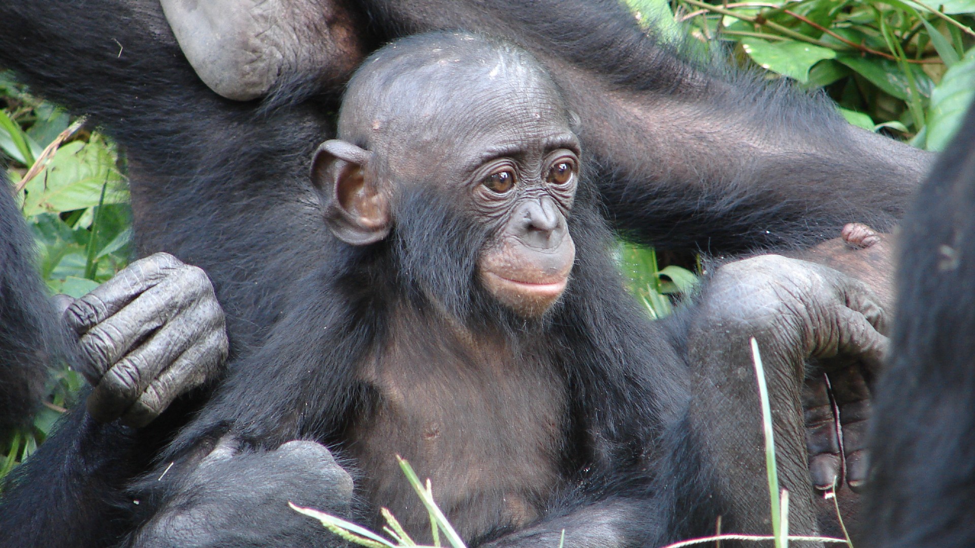 A portrait of a baby bonobo sitting amongst family members
