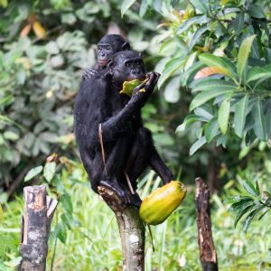 A mother bonobo sitting up in the treetops, eating fruit with a youngster perched on her back