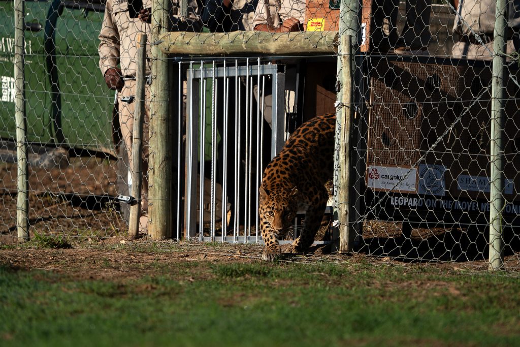 A female leopard emerging from a crate, into a South African sanctuary enclosure