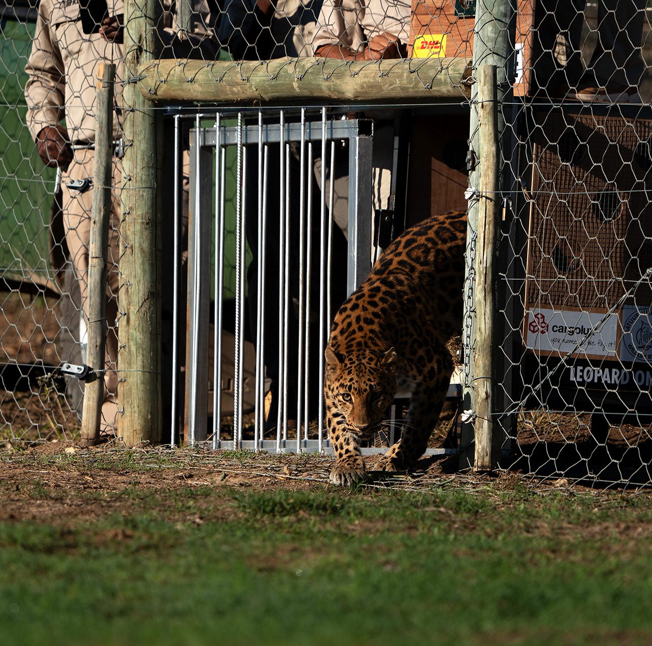 A female leopard emerging from a crate, into a South African sanctuary enclosure
