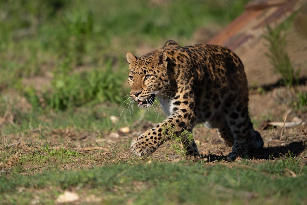 A female leopard striding across a dry, grassy landscape