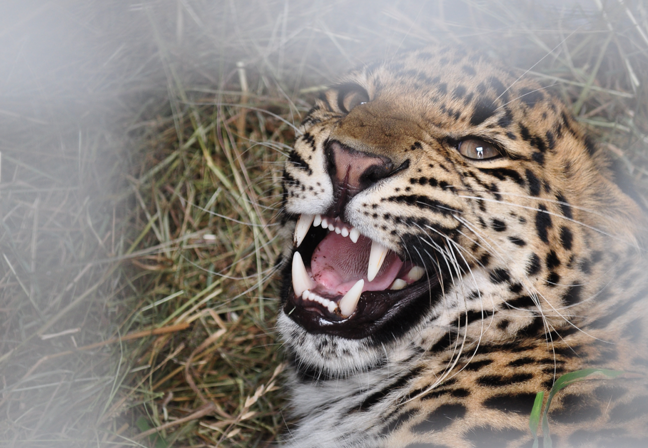 Close up of a leopard snarling through metal bars