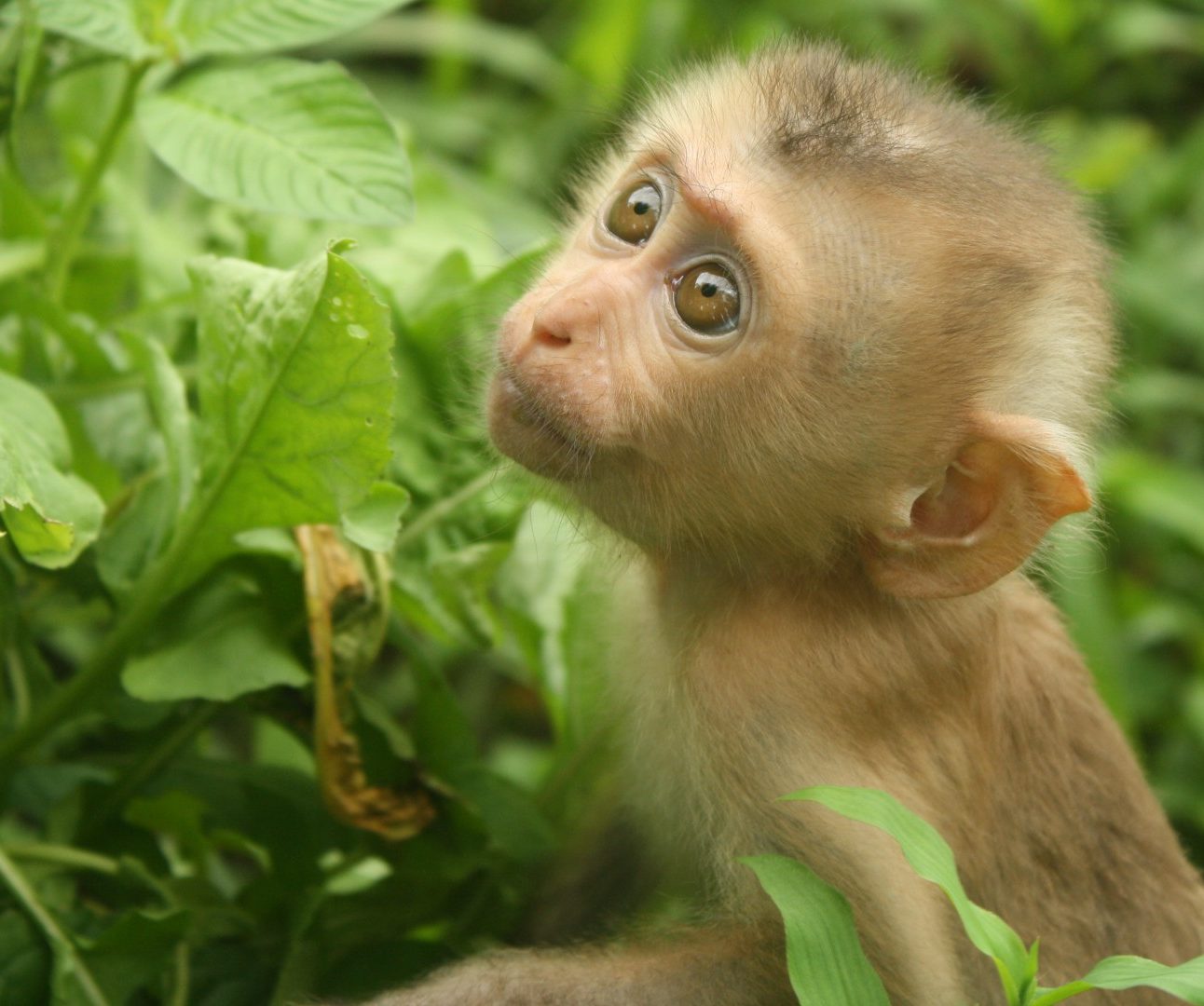 A baby macaque monkey sitting on the forest floor amongst leaves and bushes, lookjng up at the camera