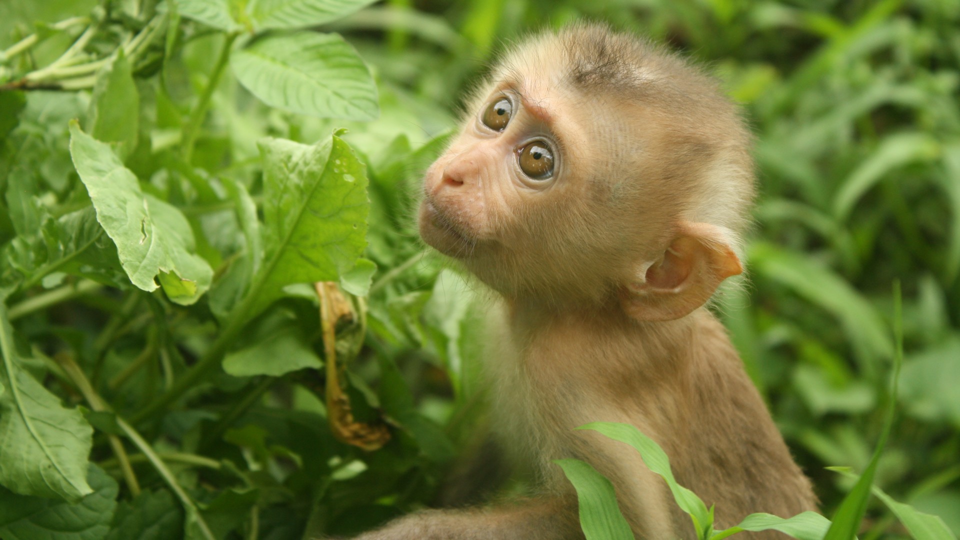 A baby macaque monkey sitting on the forest floor amongst leaves and bushes, lookjng up at the camera