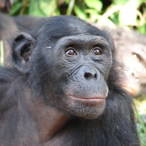 A portrait of an adult bonobo looking into the distance