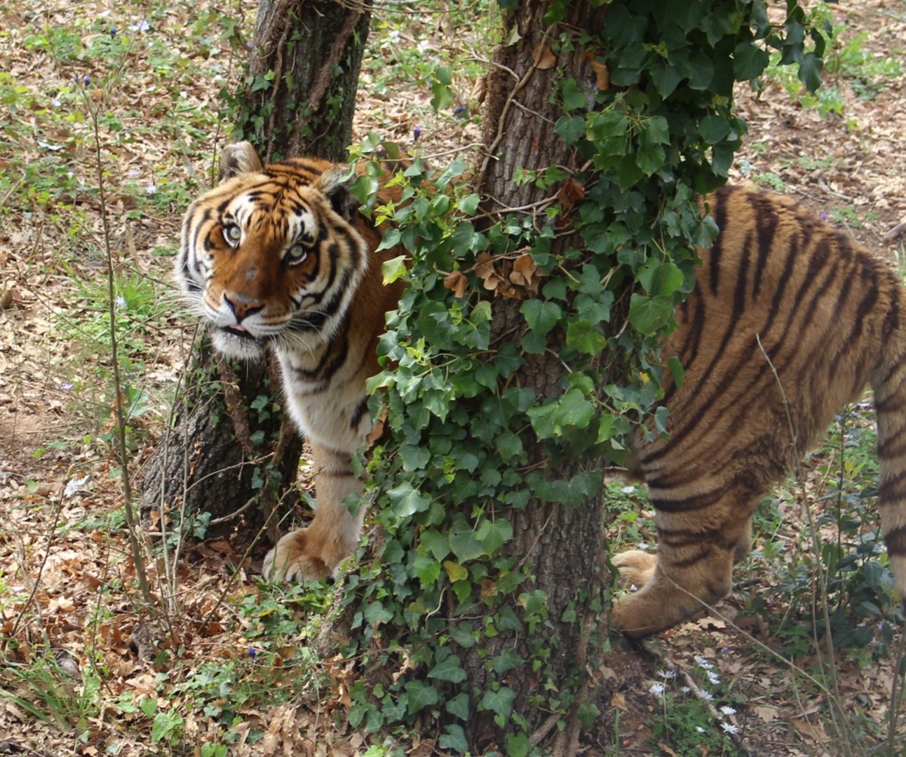 A tiger standing in between two trees looking up at the camera