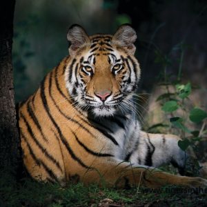 A tiger lying down in the forest