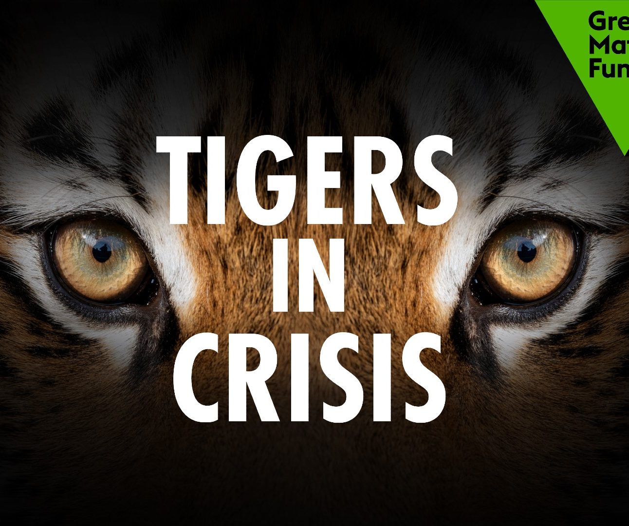 A black banner with a close-up of tiger's eyes and the text 'Tigers in Crisis' overlaid