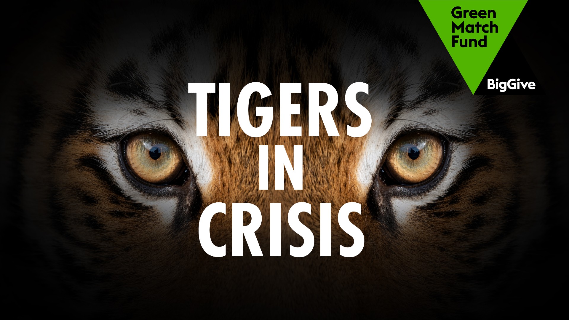A black banner with a close-up of tiger's eyes and the text 'Tigers in Crisis' overlaid