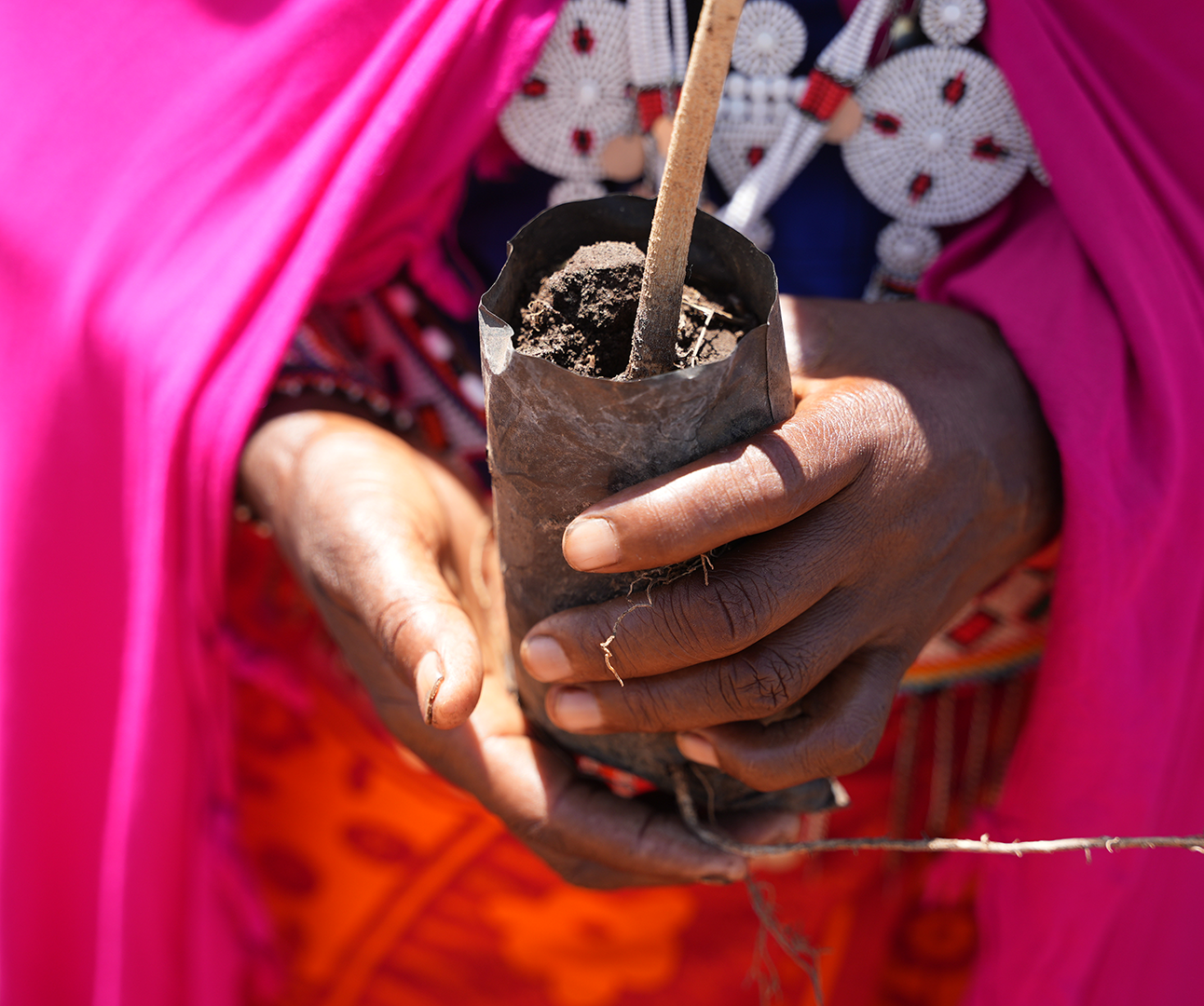 Close up of hands cupping a tree seedling