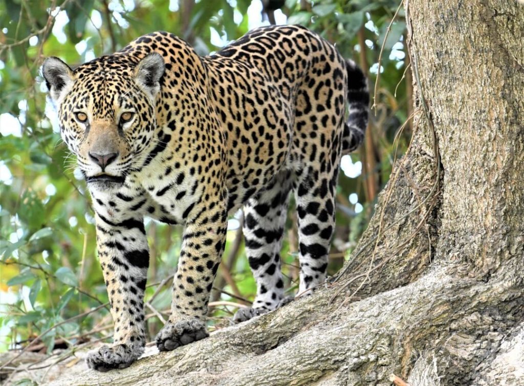 Photo of a Jaguar in a Tree