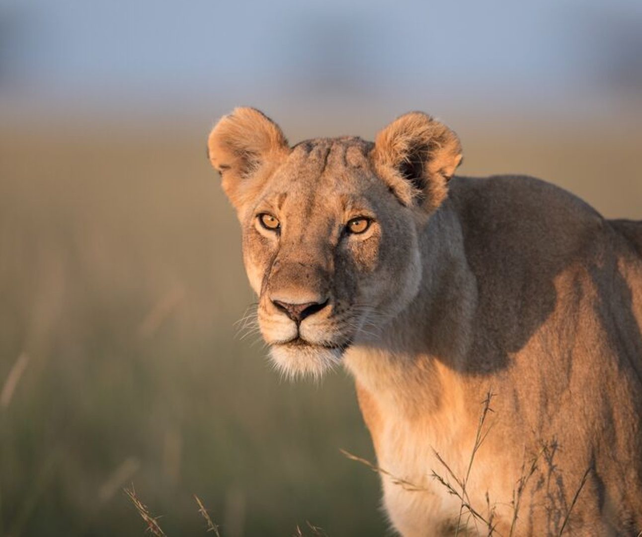 A lioness walking through long grass