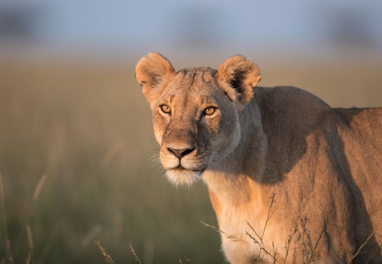 A lioness walking through long grass