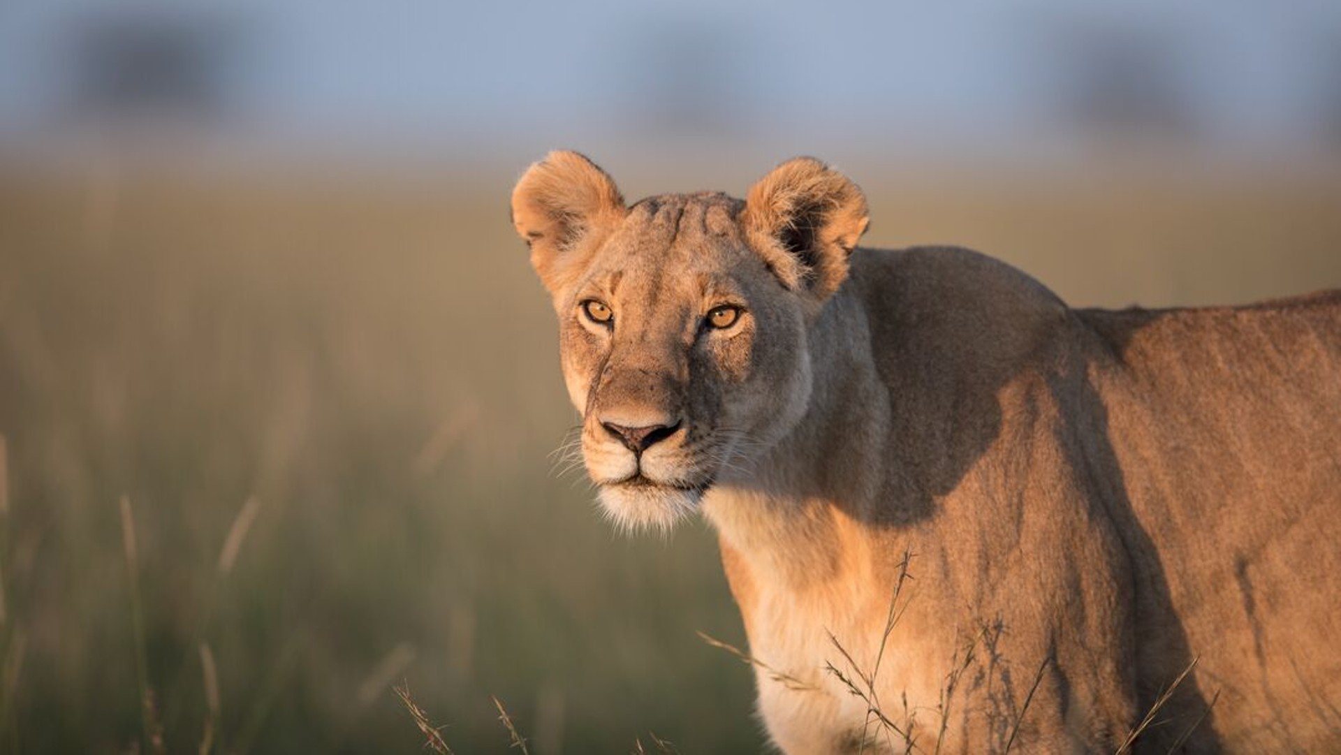 A lioness walking through long grass