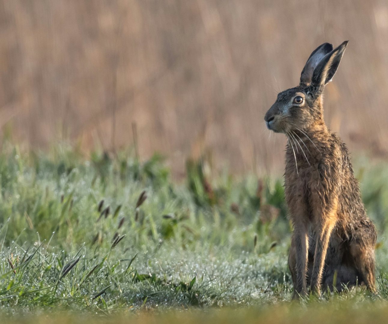 A photo of a hare standing in a field