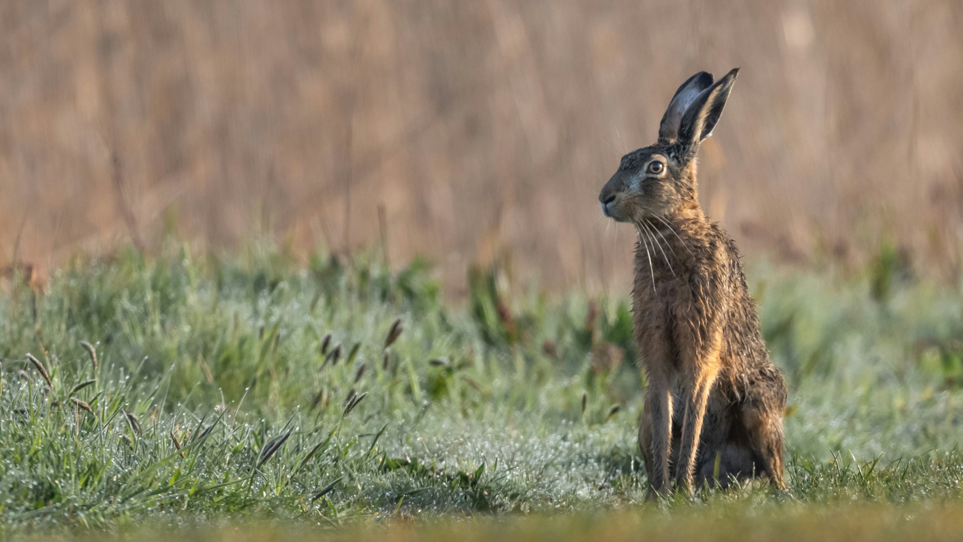 A photo of a hare standing in a field