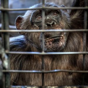 A chimpanzee reaching its hands through the bars of a cage