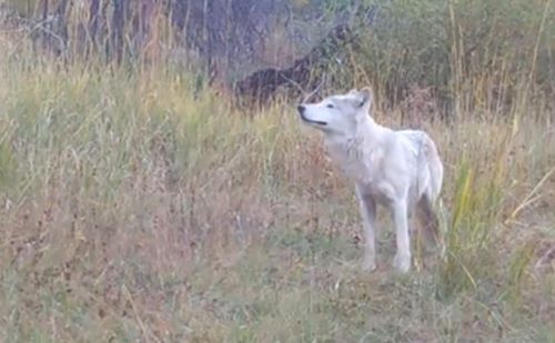 Wood River Wolf