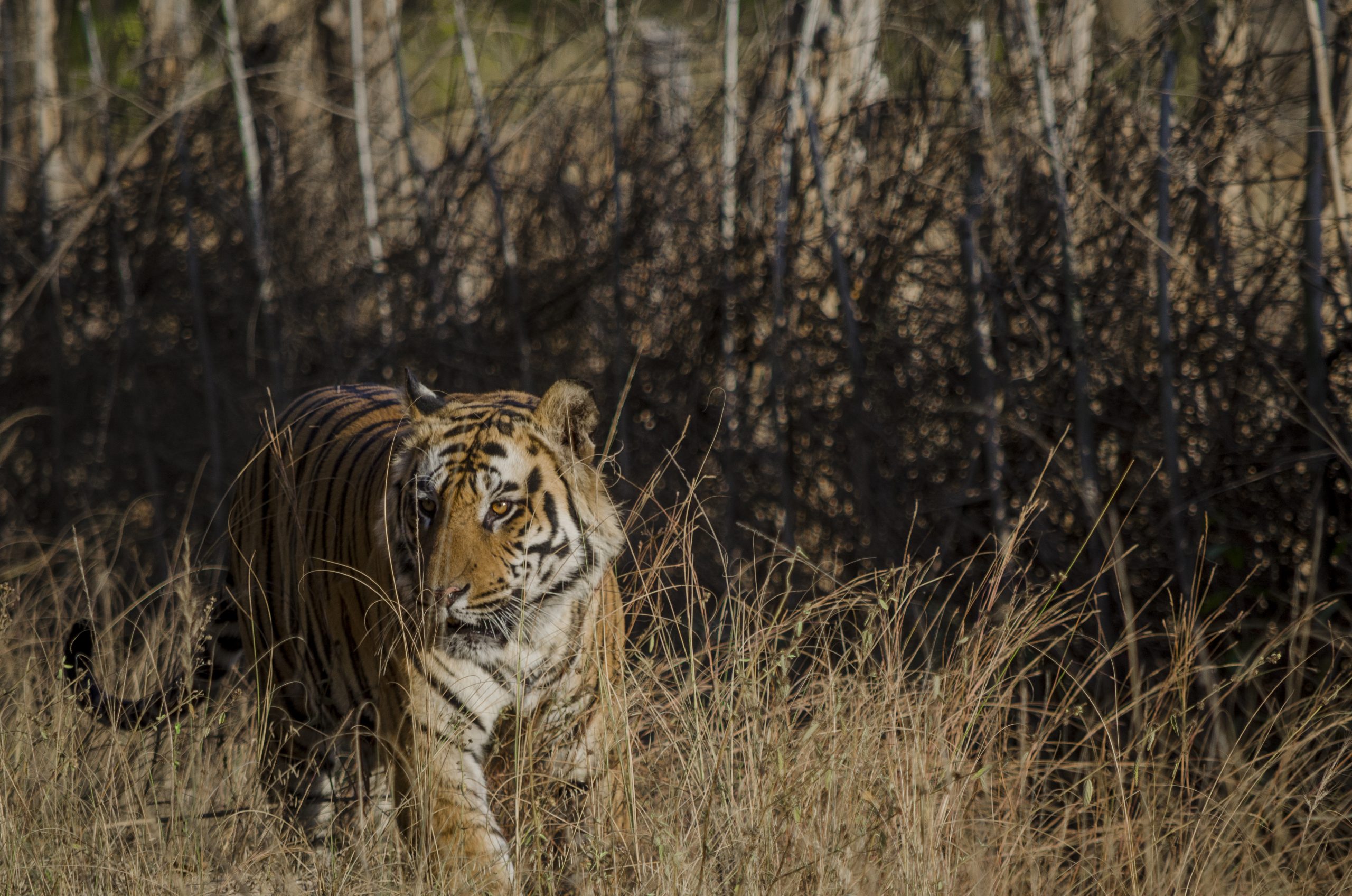 Wild Tiger in India