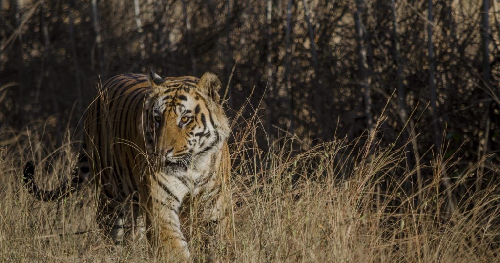 Wild Tiger in India