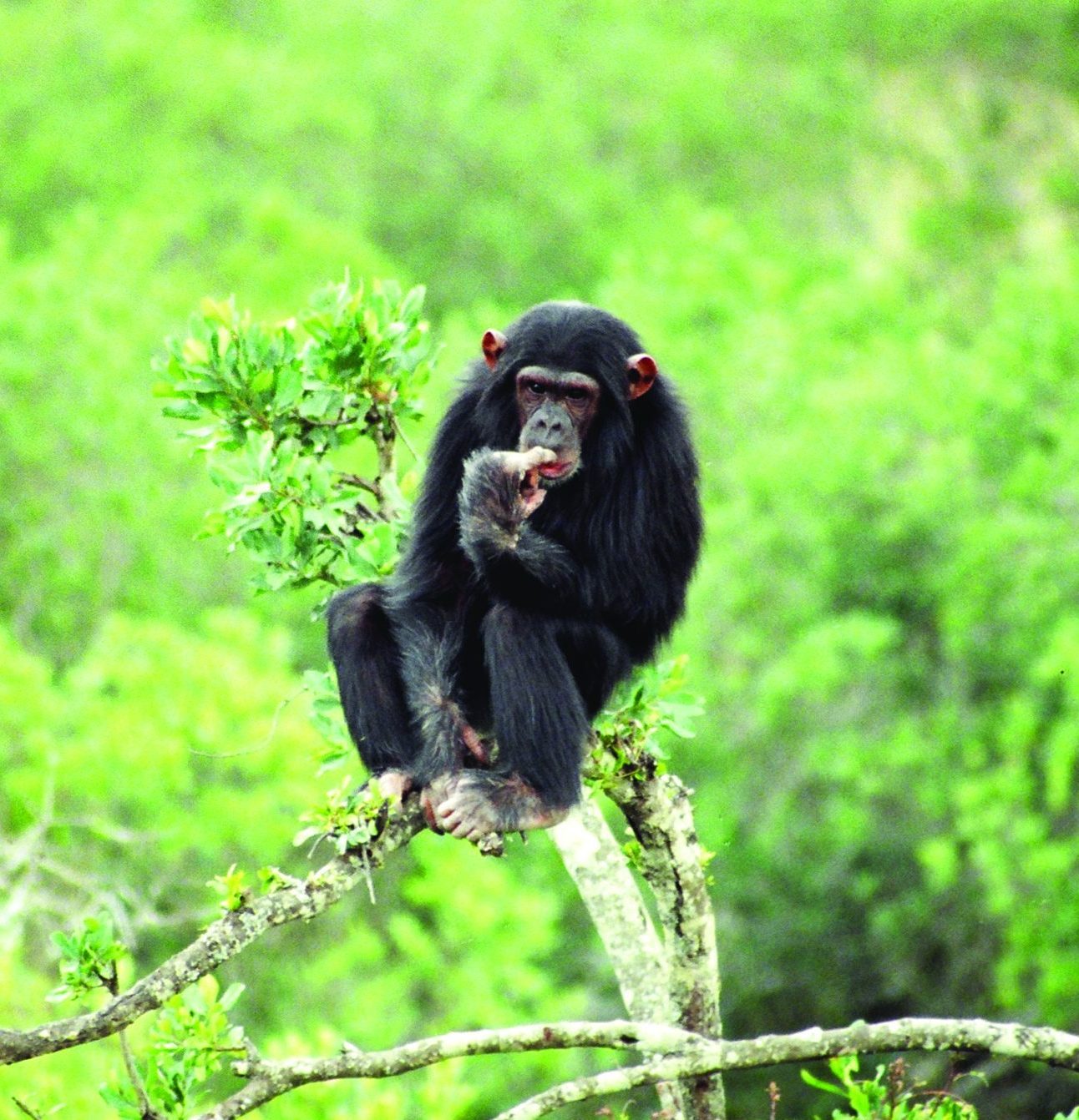 Chimpanzee in a tree