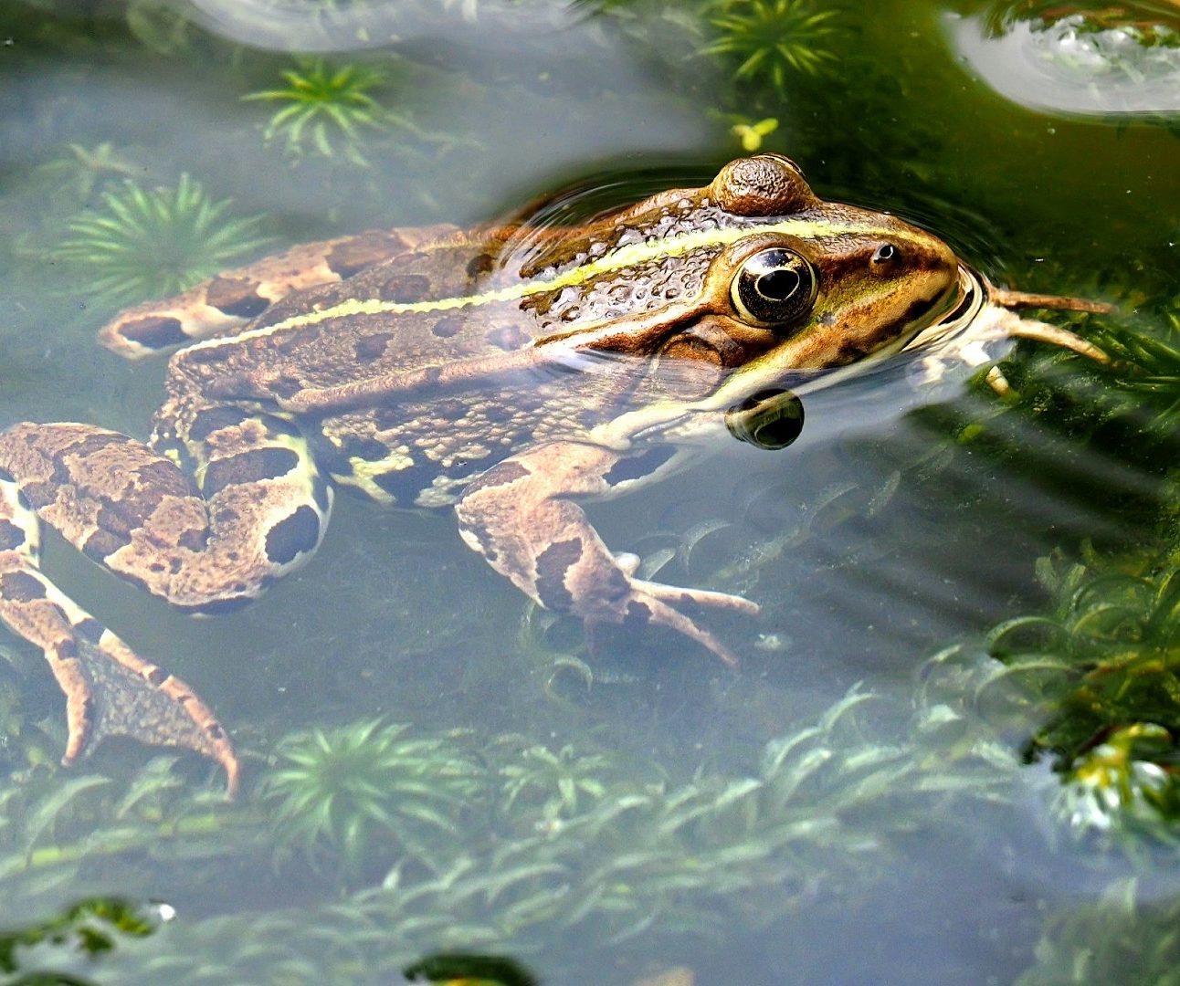 A frog swimming in a pond