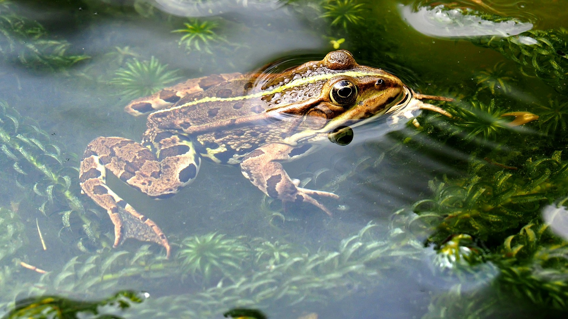 A frog swimming in a pond