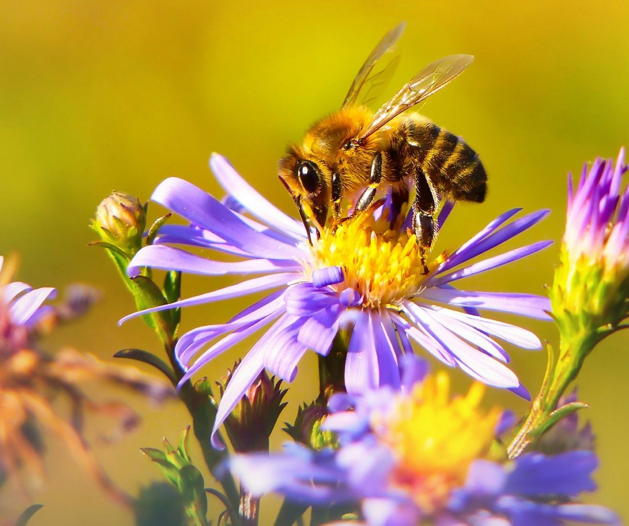 A bee sitting on a purple and yellow flower, with a blurry green background