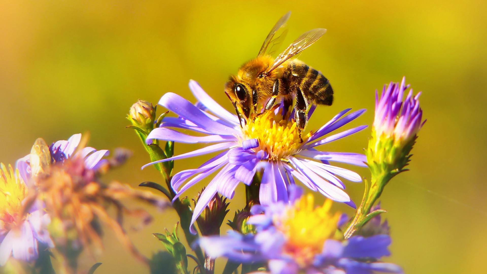 A bee sitting on a purple and yellow flower, with a blurry green background