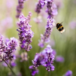 Bumblebee hovering next to lavender flowers