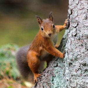 A red squirrel climbing a tree trunk