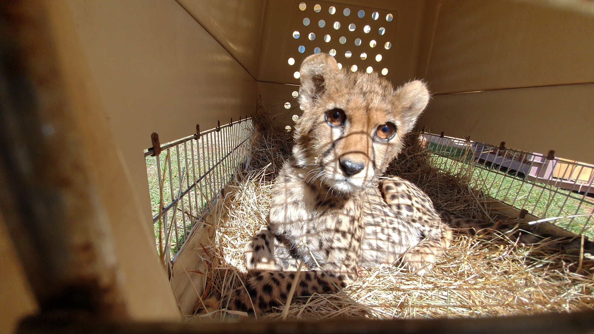 A young cheetah pictured inside a travel crate