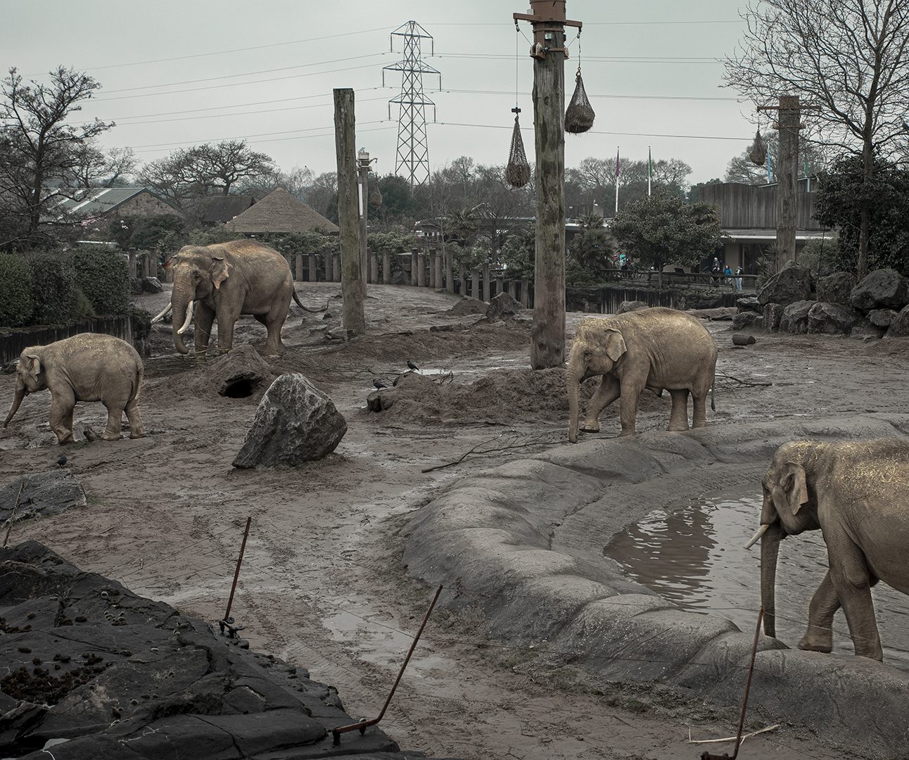 A group of elephants walking around a muddy and cold-looking enclosure