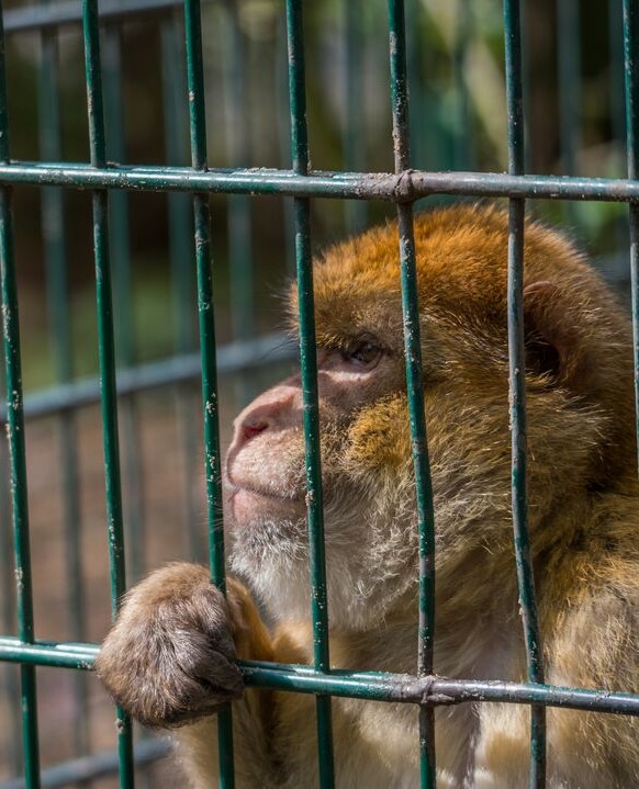 A macaque peering through the bars of a cage 