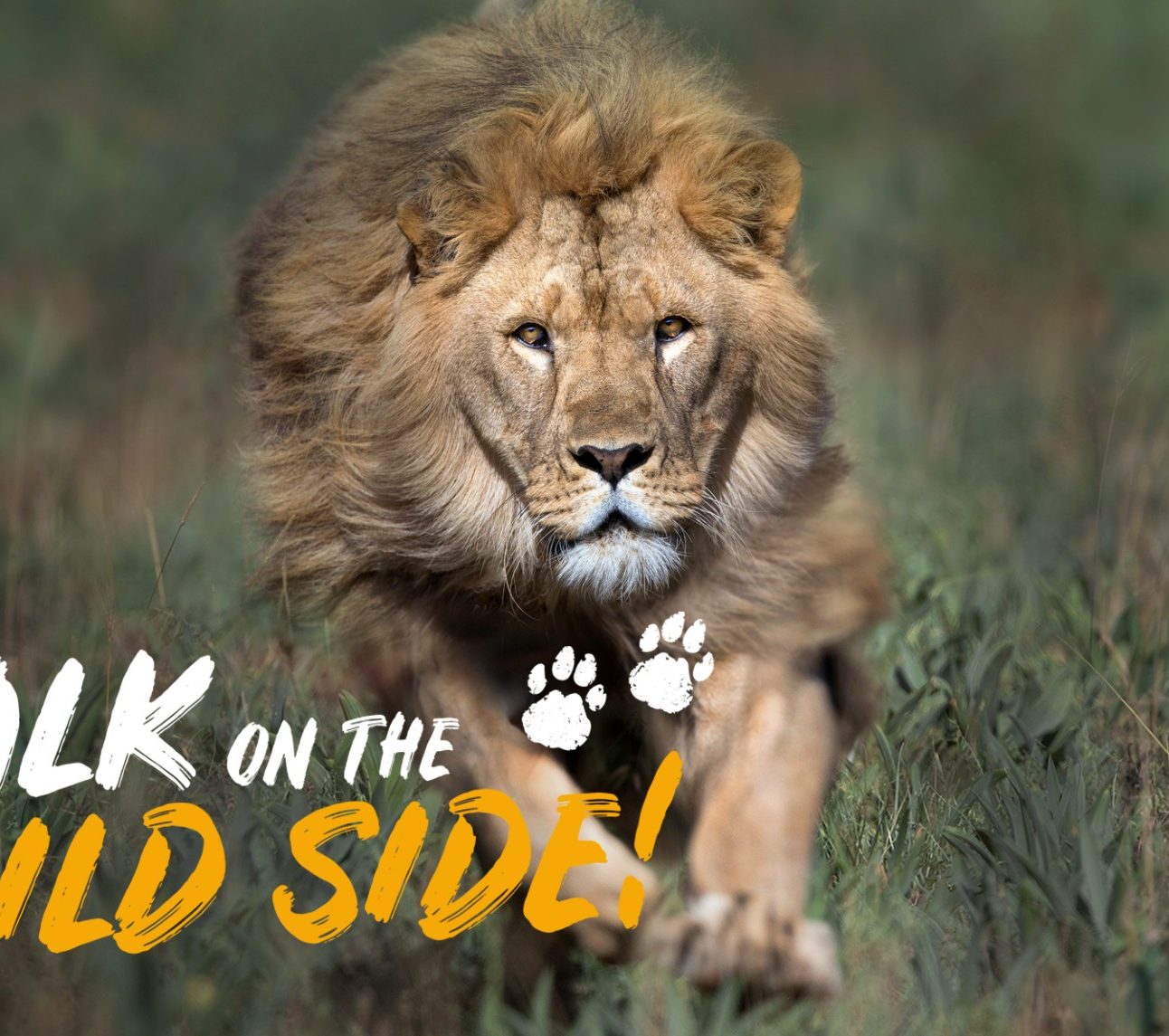 A male lion running towards the camera through long grass, his mane blowing in the wind. The words 'Walk on the Wild Side' are overlaid onto the image