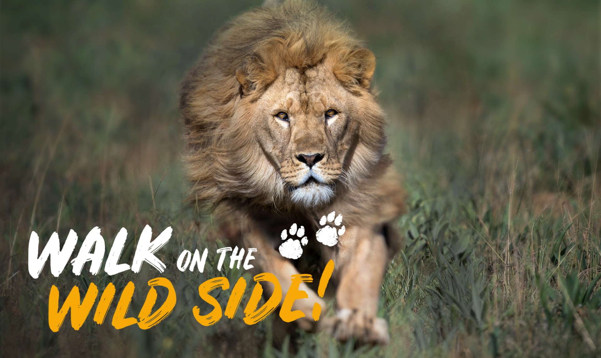 A male lion running towards the camera through long grass, his mane blowing in the wind. The words 'Walk on the Wild Side' are overlaid onto the image