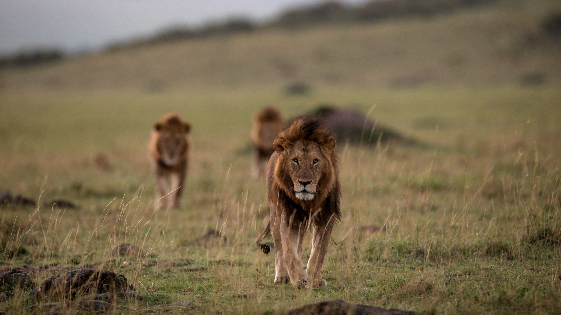 A photo of three wild lions walking across the savannah - the lion in front is in sharp focus, the other two slightly blurred.