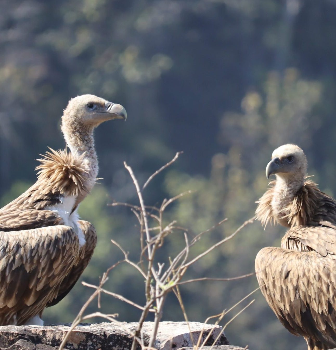 Vultures (c) BAAVAN Team