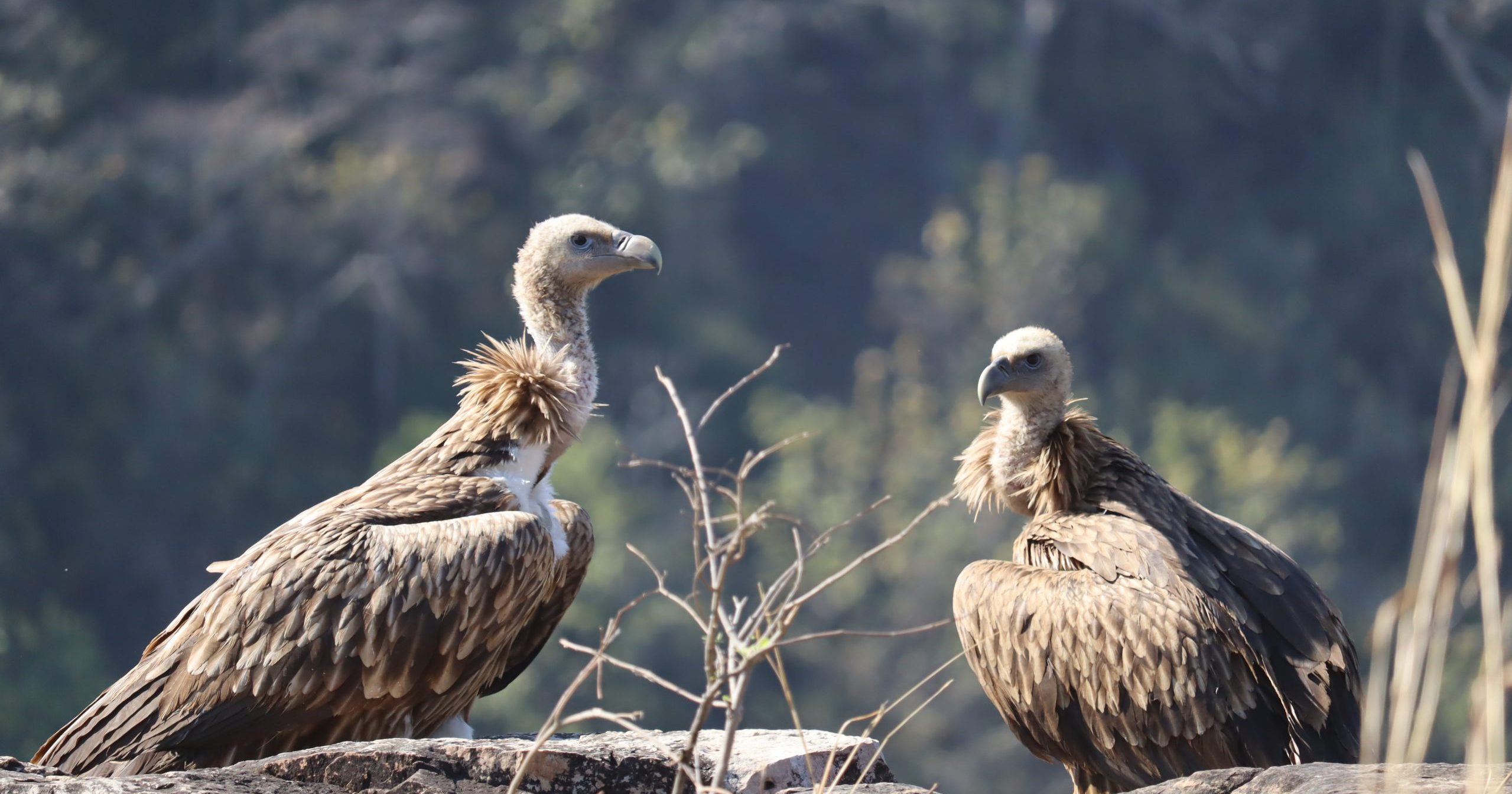 Vultures (c) BAAVAN Team