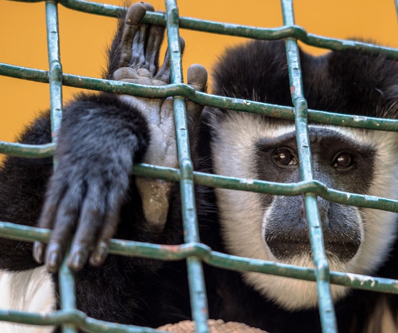 A monkey in a cage, with its hand gripping the bars