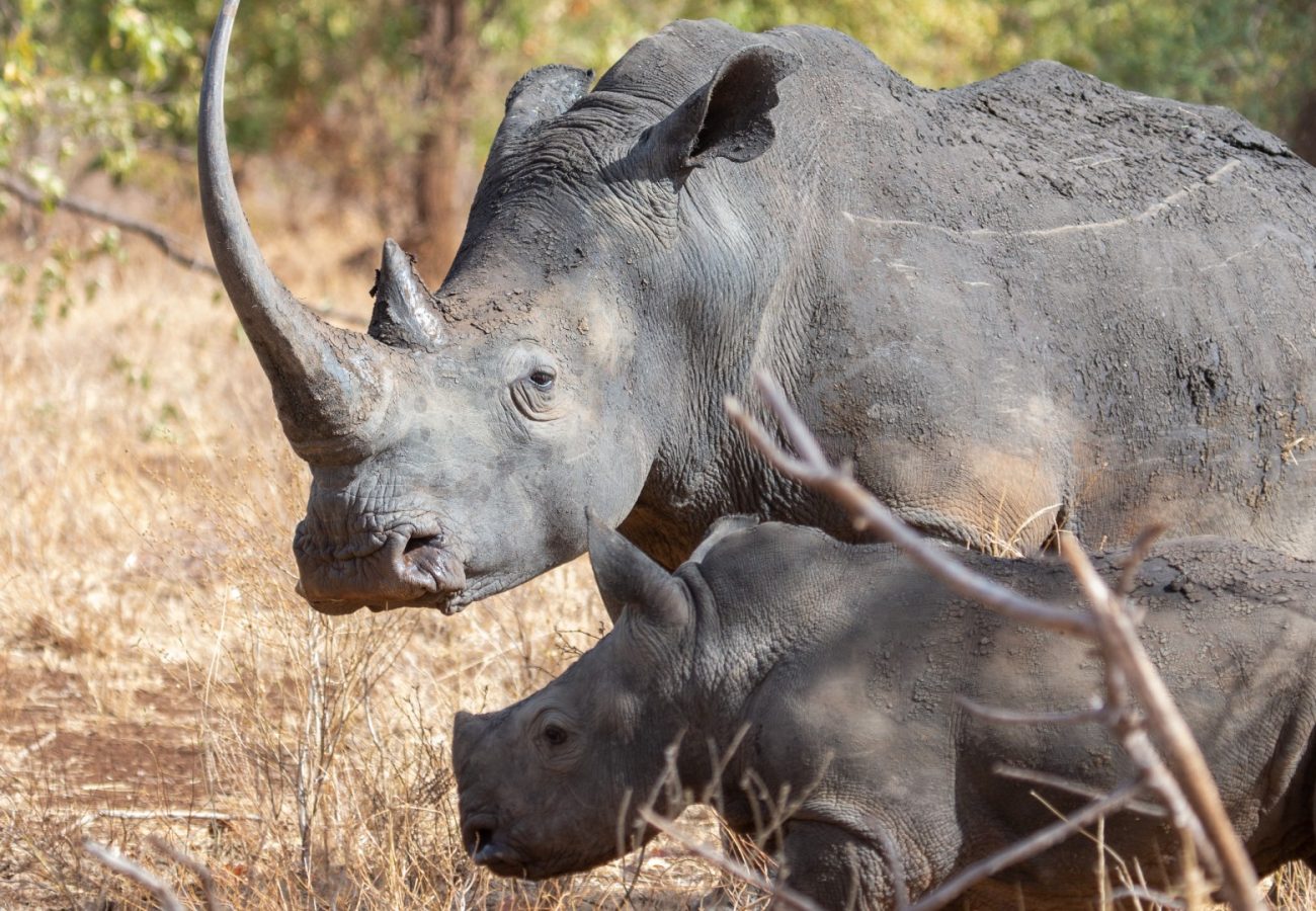 A rhino mother and her calf, in the wild
