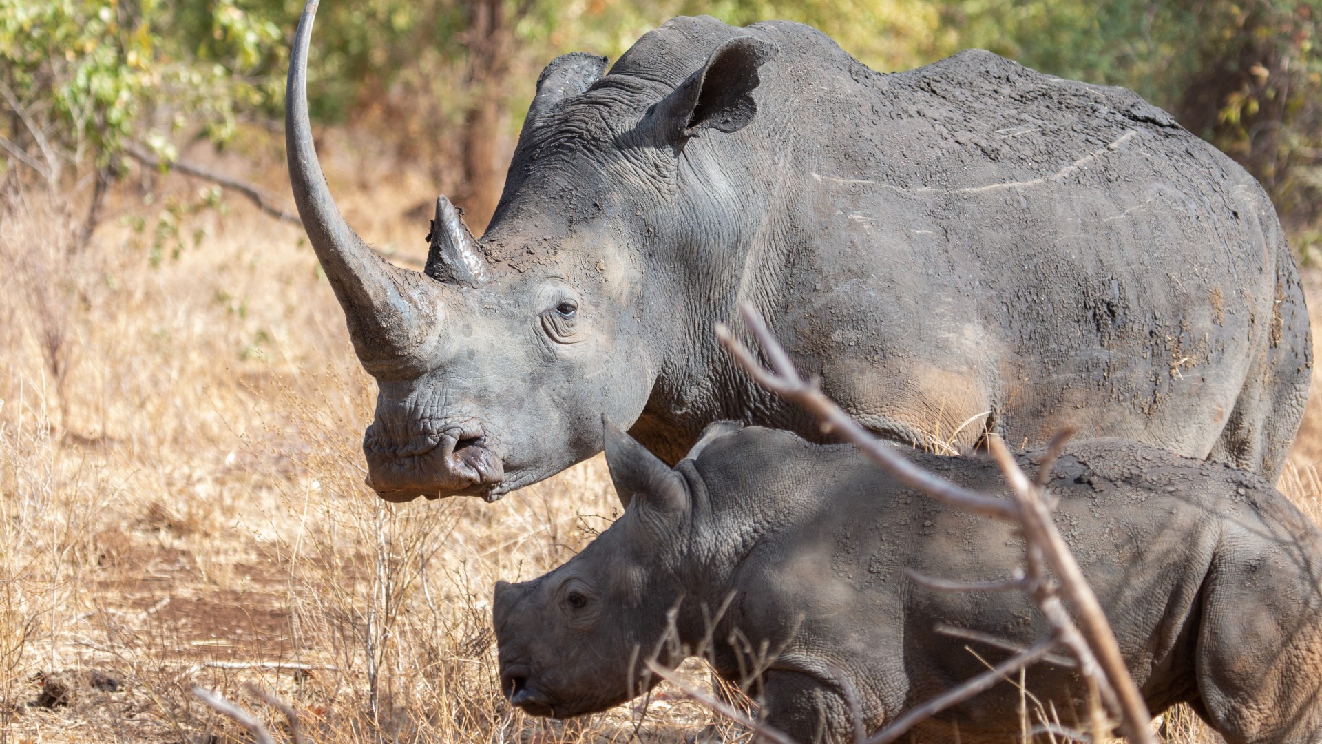 A rhino mother and her calf, in the wild