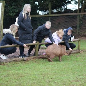 A group of people with their faces blurred out, leaning over a low fence trying to feed zoo animals