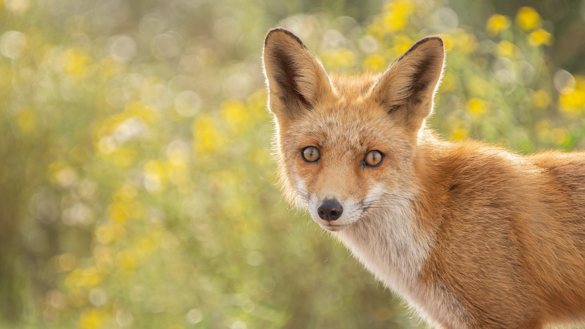 A photo of a wild fox, standing against a backdrop of yellow flowers, looking directly at the camera.