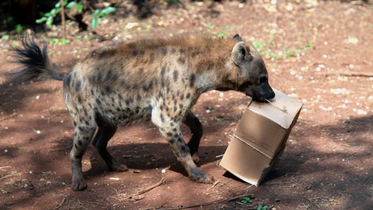 Enrichment at Ensessa Kotteh © Zacharias Abubeker / Born Free