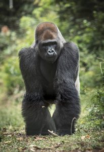 Nkamum (c) Ian Bickerstaff, Ape Action Africa