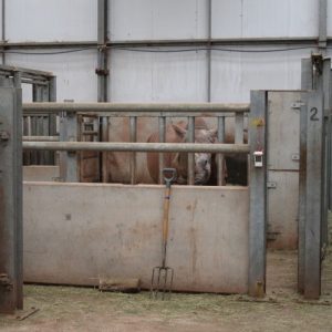 A solitary rhino standing in a a concrete enclosure at South Lakes