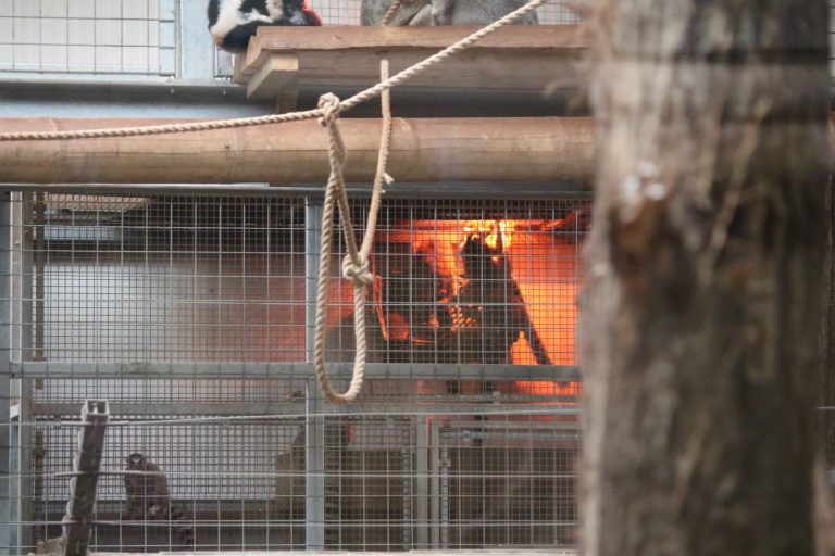 Ring-tailed lemur near to heat lamp at Safari Zoo © Born Free