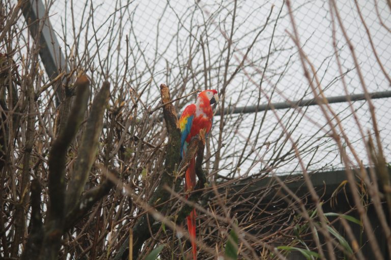 Scarlet macaw at Safari Zoo © Born Free