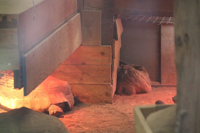 Two-toed sloth with sulcata tortoise at Safari Zoo © Born Free